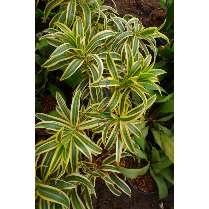 Tanaman Daun Dracaena Reflexa Song of India bergaransi