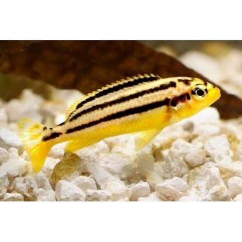 

Niasa Fish