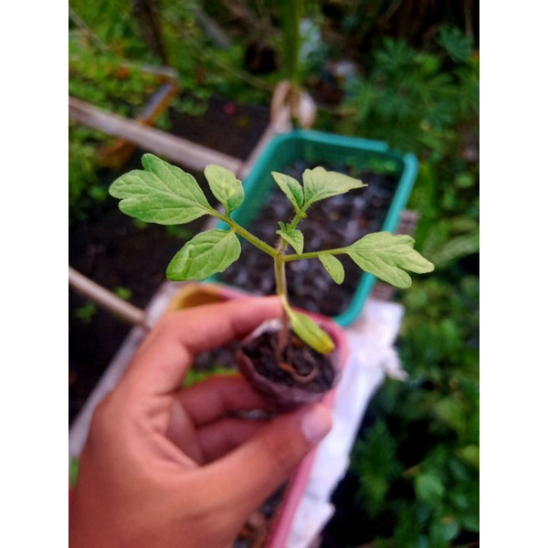 Bibit Tomat rampai,kriting,sayur