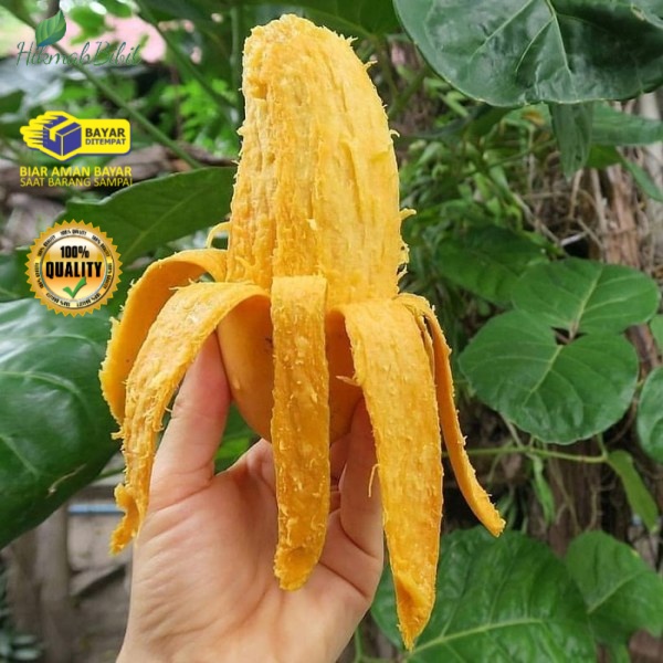 Tabulampot Bibit Tanaman Mangga Pisang Cepat Berbuah