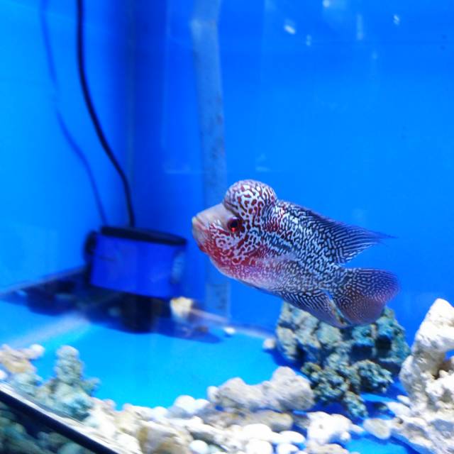 Ikan louhan kamfa f3 mongkol