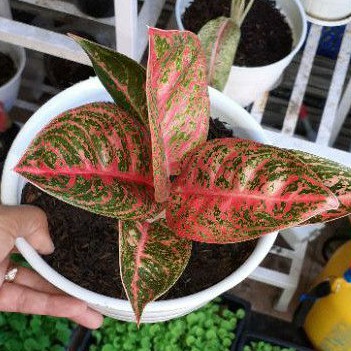 Bunga Aglonema Reanita seperti foto