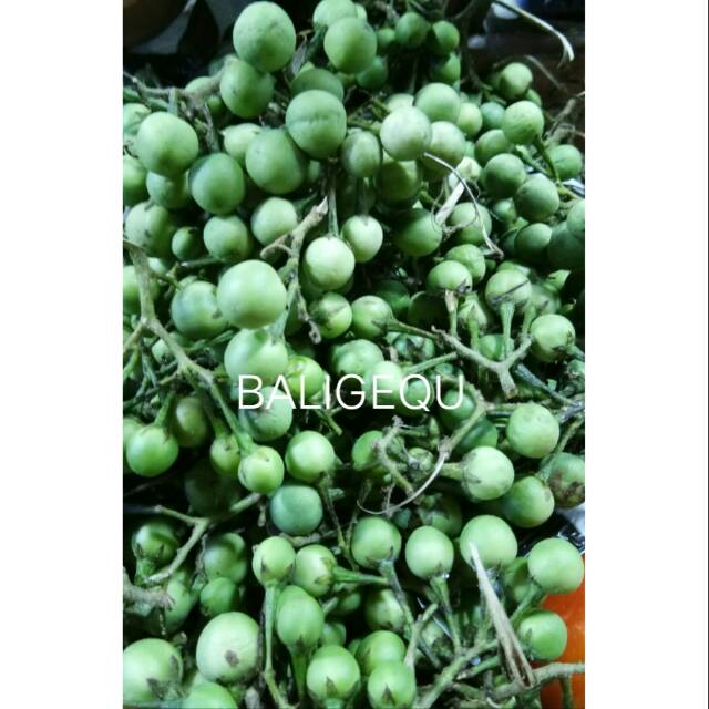 

Rimbang/Takokak/Tekokak