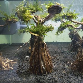  pohon  bonsai mini aquascape aquarium  13cm Shopee Indonesia