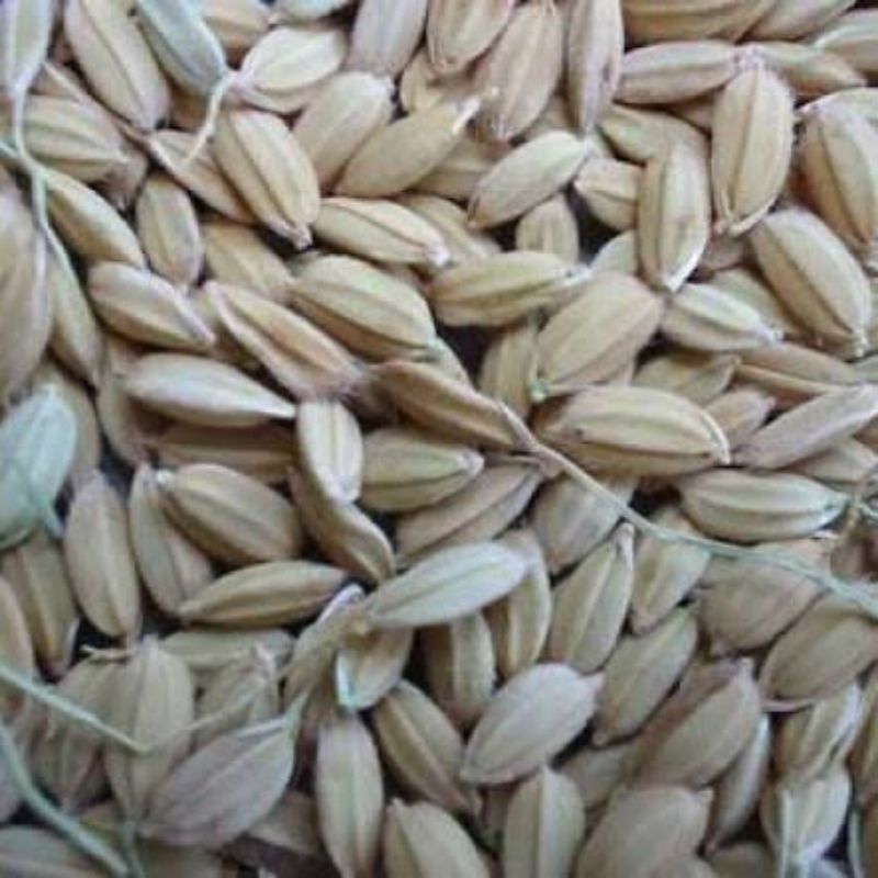 GABAH LAMPUNG /GABAH BANGKOK 25000 GRAM (25KG)