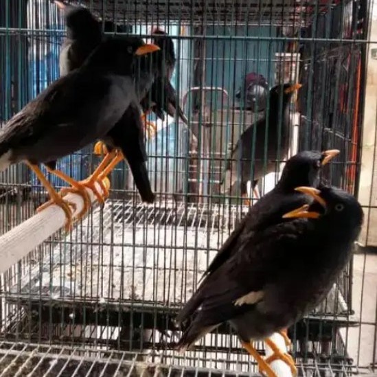 Burung Jalak Kebo Mata Kuning Bahan Sehat Siap Latih Kicau dan Ngomong Cocok Buat Hewan Peliharaan