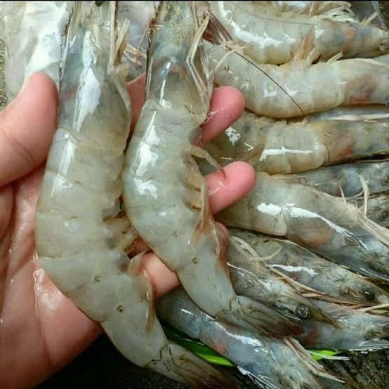 

udang super segar pasar online makassar