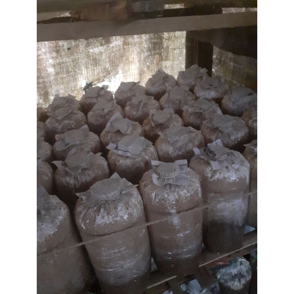

beglog jamur tiram