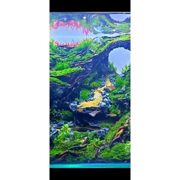 hardscape jungle cocok untuk tank p 40 cm