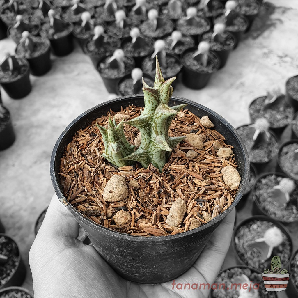 Tanaman Hias Hidup - Kaktus dan Sukulen (Ceropegia Venenosa)