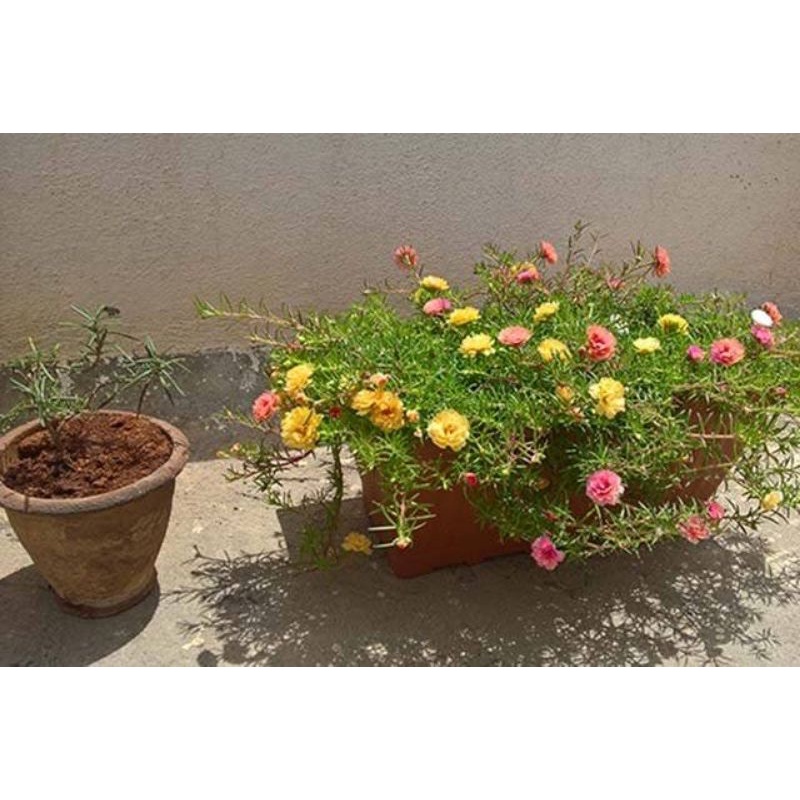 Benih Bunga Hias Mossrose Krokot Sutra Bombay Portulaca