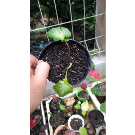 CALADIUM HYBRID DAUN GANDA