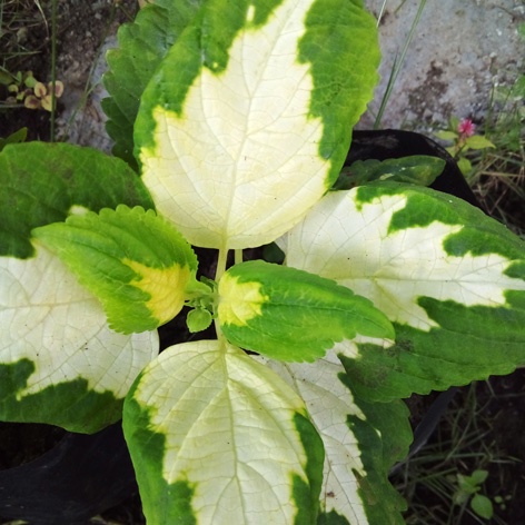 tanaman miana hijau putih api stek