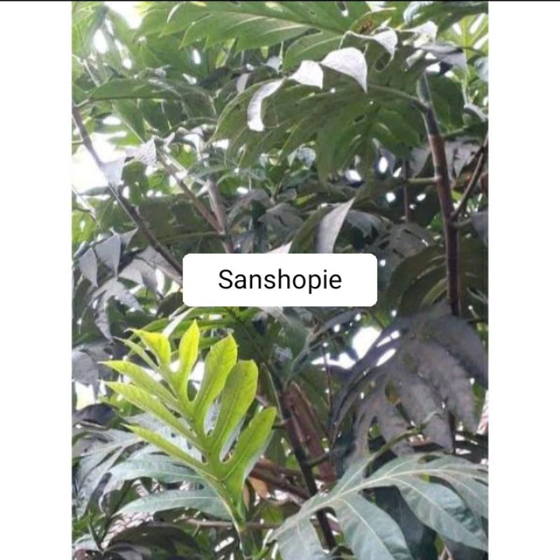 

Daun Sukun Segar Paket Per 500 gram