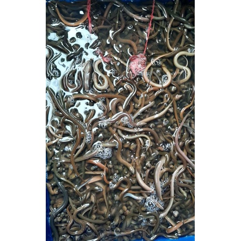 

Belut kecil size 50-60 ekor 1 kg