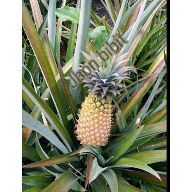 100 bibit nanas madu belik