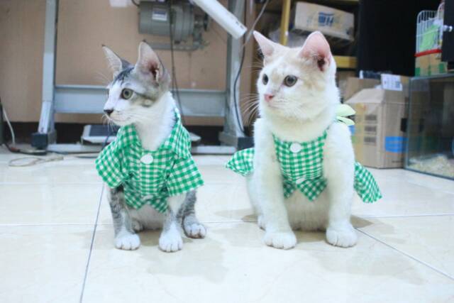 Baju kopel kucing kotak-kotak hijau lucu untuk kucing dan anjing size S M L XL (bisa pilih size)