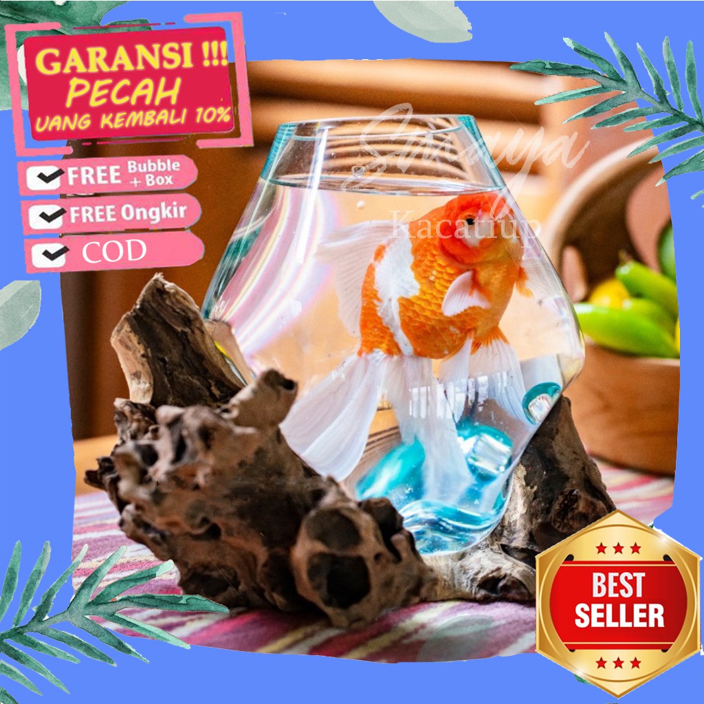 AQUARIUM CUPANG AQUARIUM BULAT IKAN HIAS AKUARIUM 