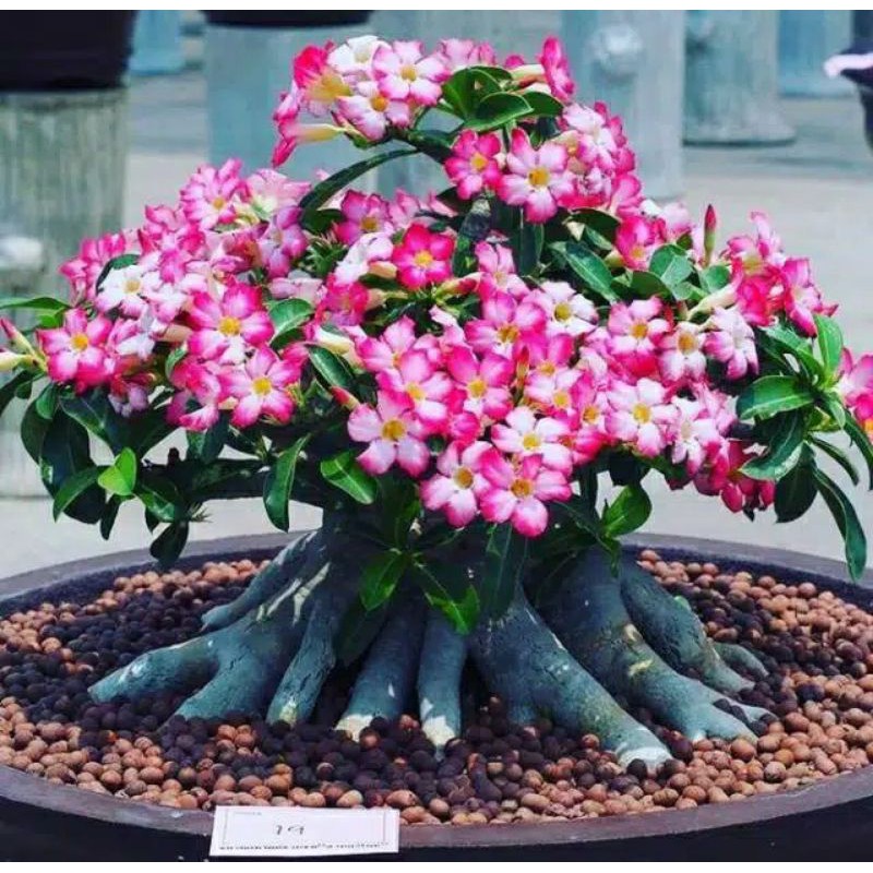 

bibit adenium bonggol besar bahan untuk bonsai- kemboja jepang