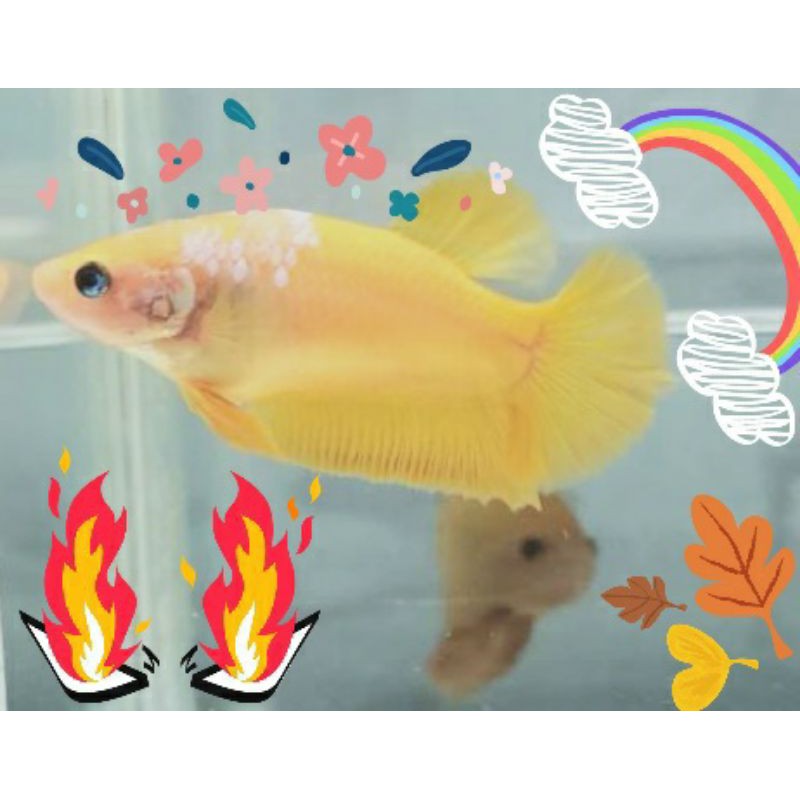 cupang giant yellow betina aman sehat