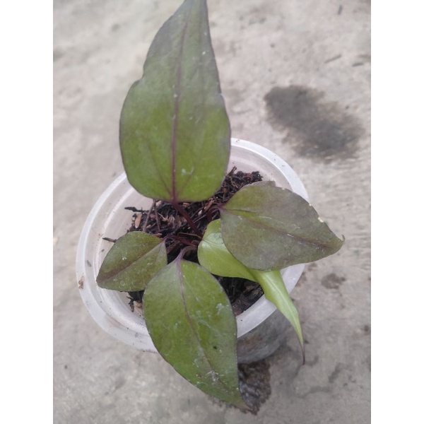 anturium black bergundi