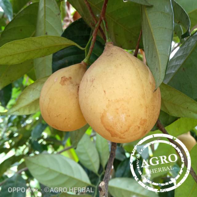 

Buah Pala Segar 500 Grm