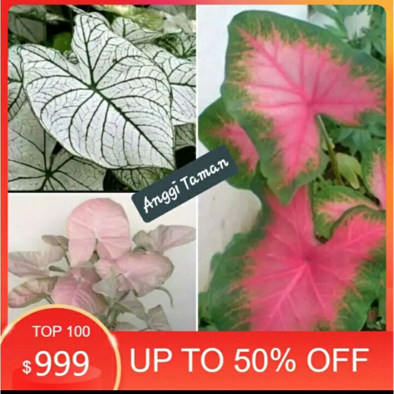 paket hemat 3 jenis keladi murah syghonium-keladi pink-keladi tisu