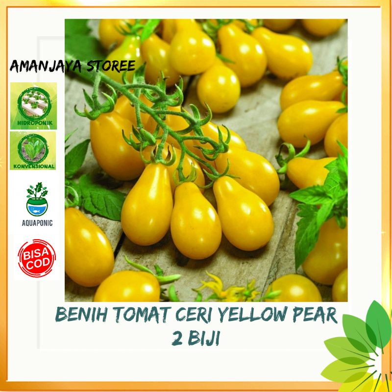 Benih TOMAT CERI YELLOW PEAR unik bibit tanaman