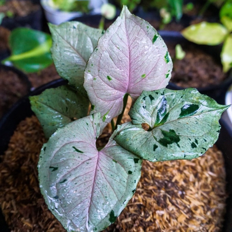 Syngonium Green Splash Syngonium Podophylum Green Splash