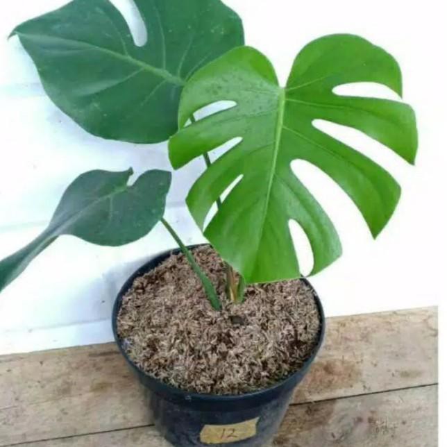 Buruan Beli Bonggol Monstera Deliciosa Monstera Tanaman Hias New Arrival Shopee Indonesia