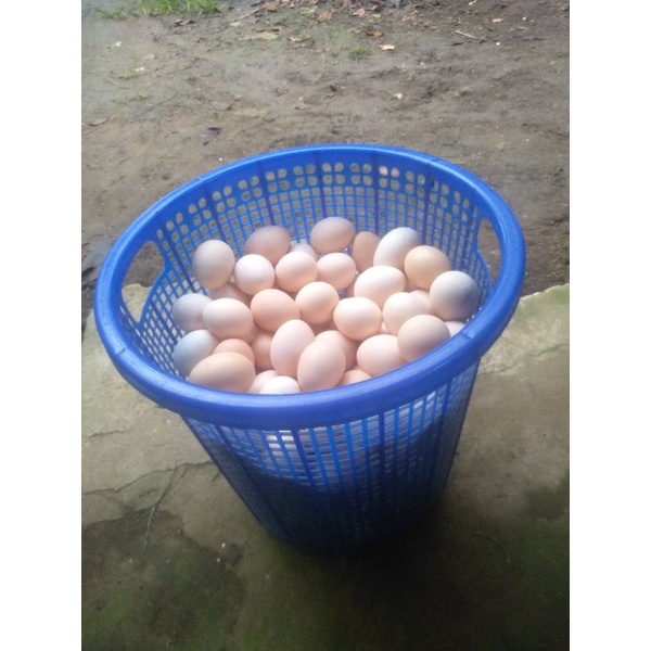 

telur elba fresh kandang