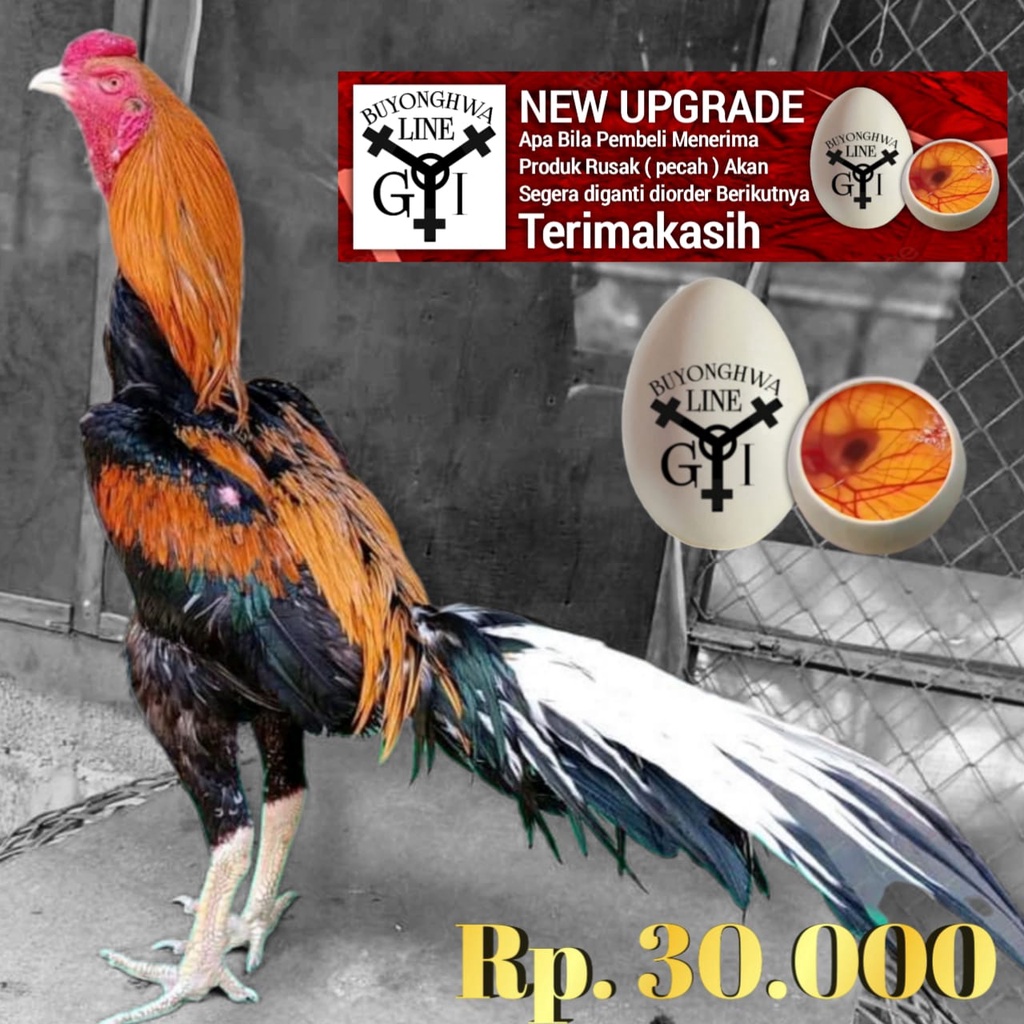 Ayam Bangkok Ekor Lidi panjang Black orangeTelur tetas jenis A67