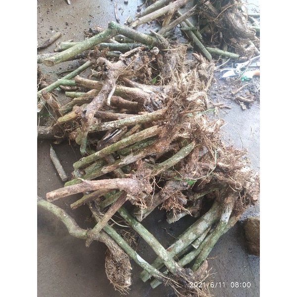 BAHAN BONSAI LANTANA DONGKELAN / BONSAI LANTANA MURAH