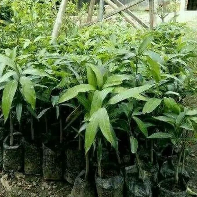 bibit tanaman! bibit buah mangga manalagi/tanaman mangga manalagi #_*