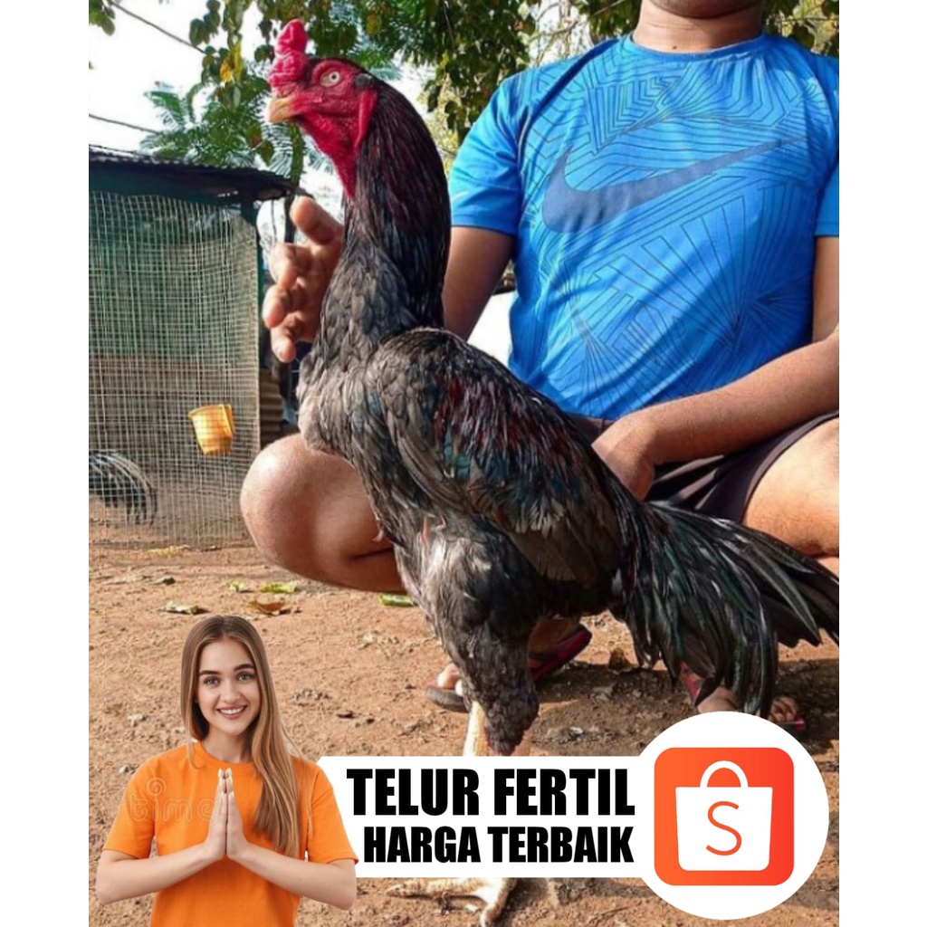 ayam aseel aduan murga telur tetas sahmo japan ori