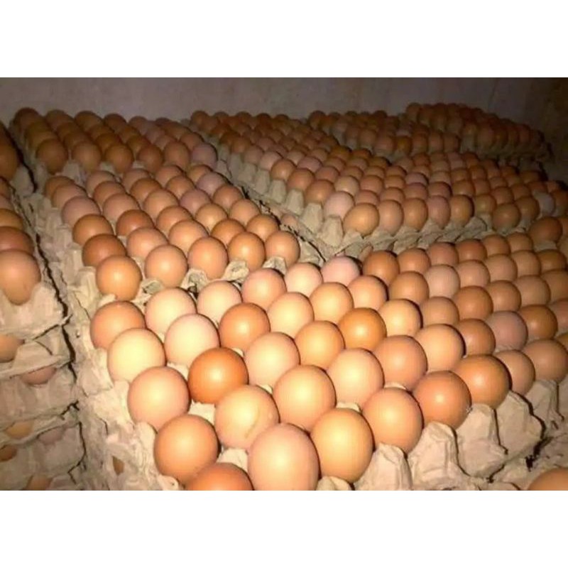 

tellor ayam negri segar