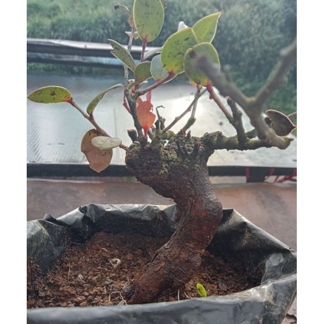 bahan bonsai santigi gunung mame/small berkarakter