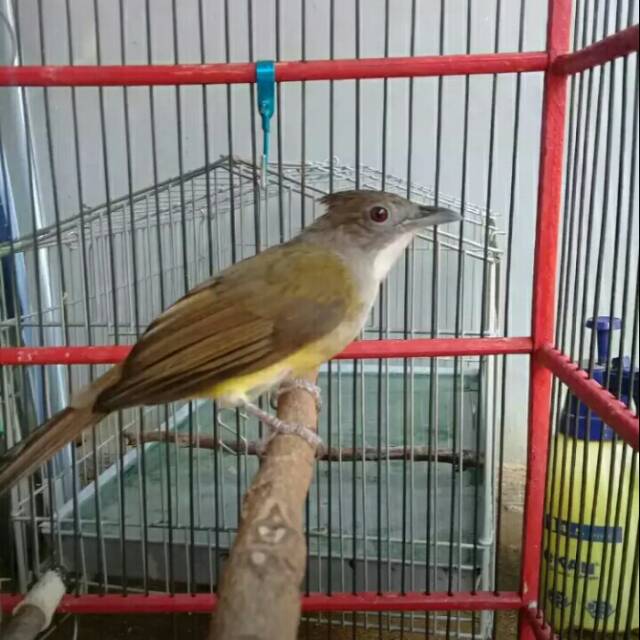 Cucak jenggot asli jawa barat murah berkwalitas