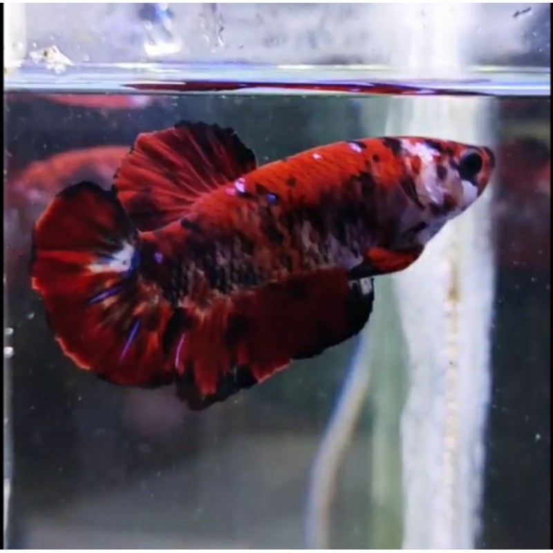 

Ikan Cupang PLAKAT RED KOI SUPER PREMIUM - MALE