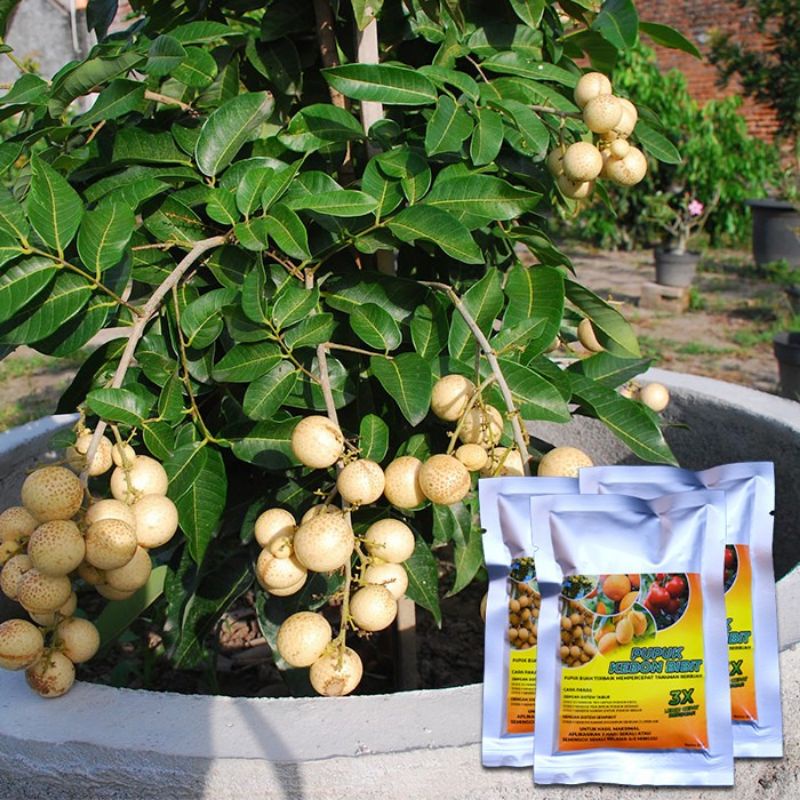 Pupuk kebon bibit beli 1 gratis 1