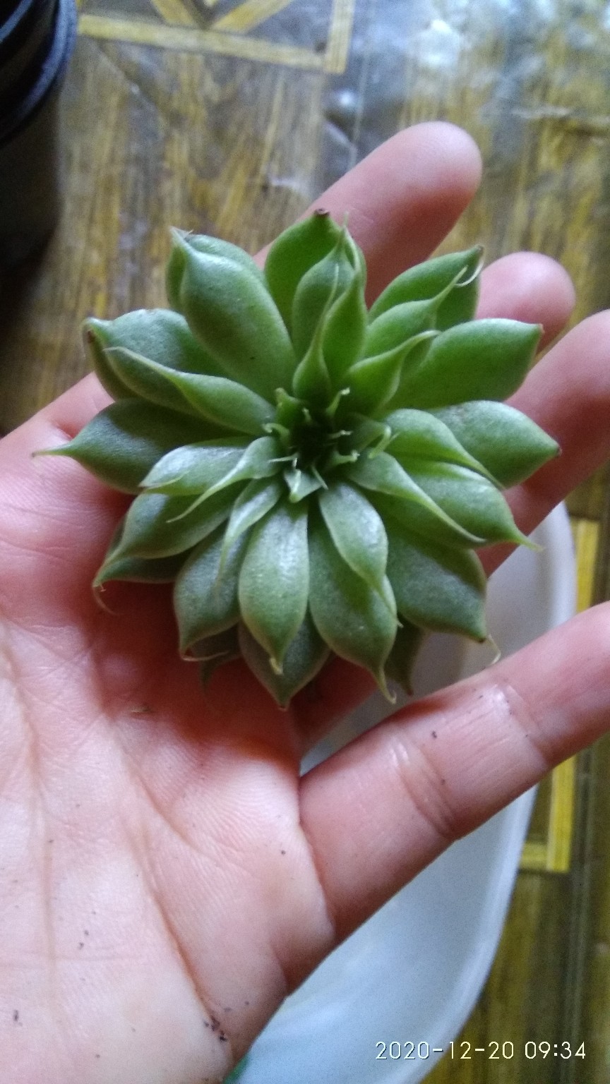 Sukulen Dan Kaktus Mini (echeveria ‘graptopetalum Filiferum’)