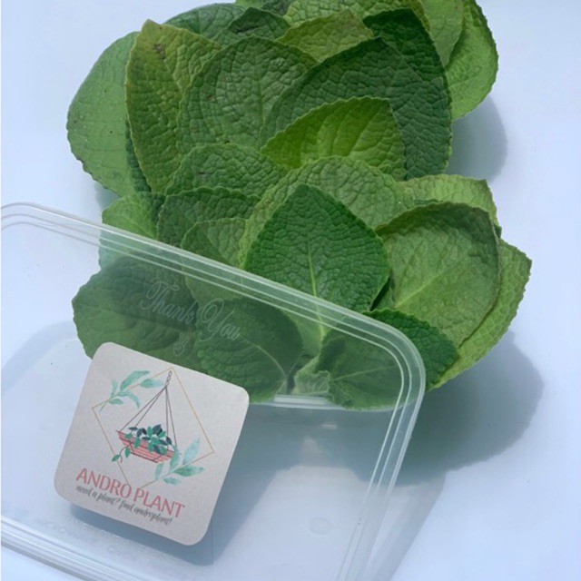 

Daun Jintan (Coleus amboinicus) Segar 100 gram