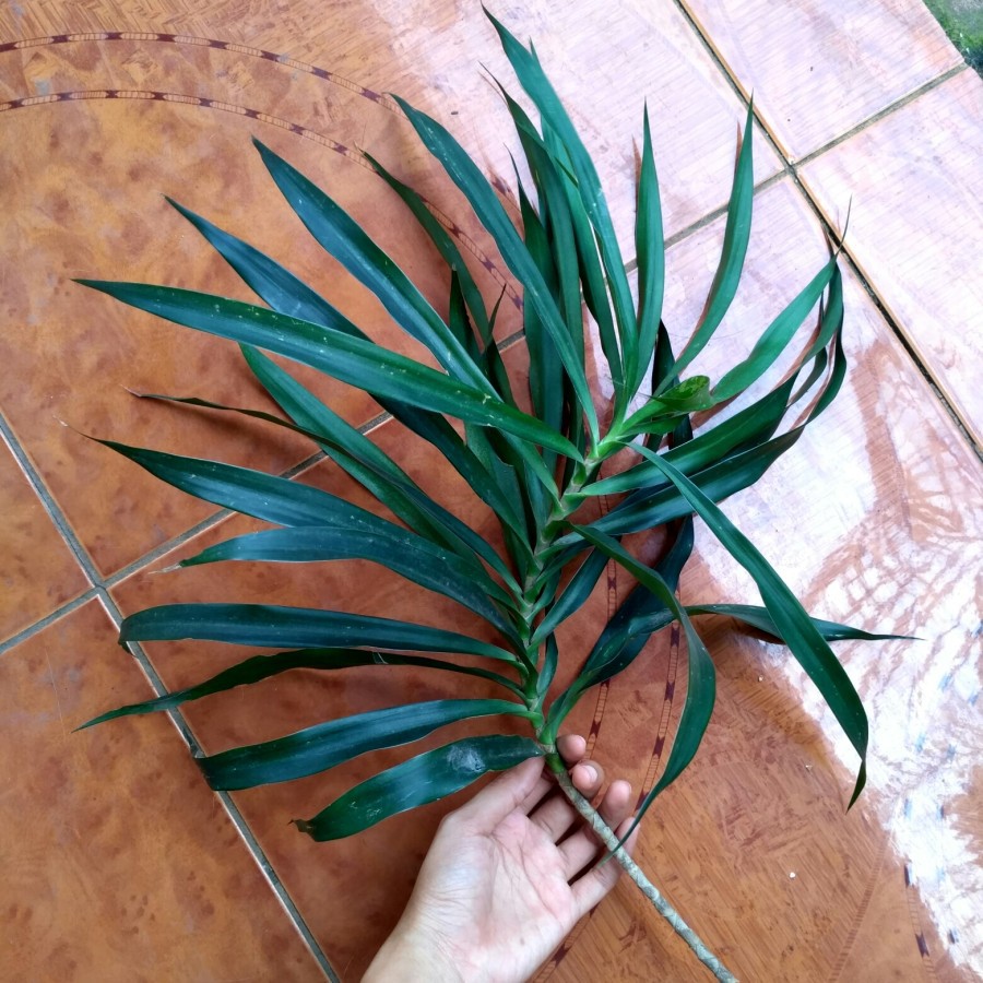 

[PROMO] 100gram Daun suji segar Fresh baru dipetik