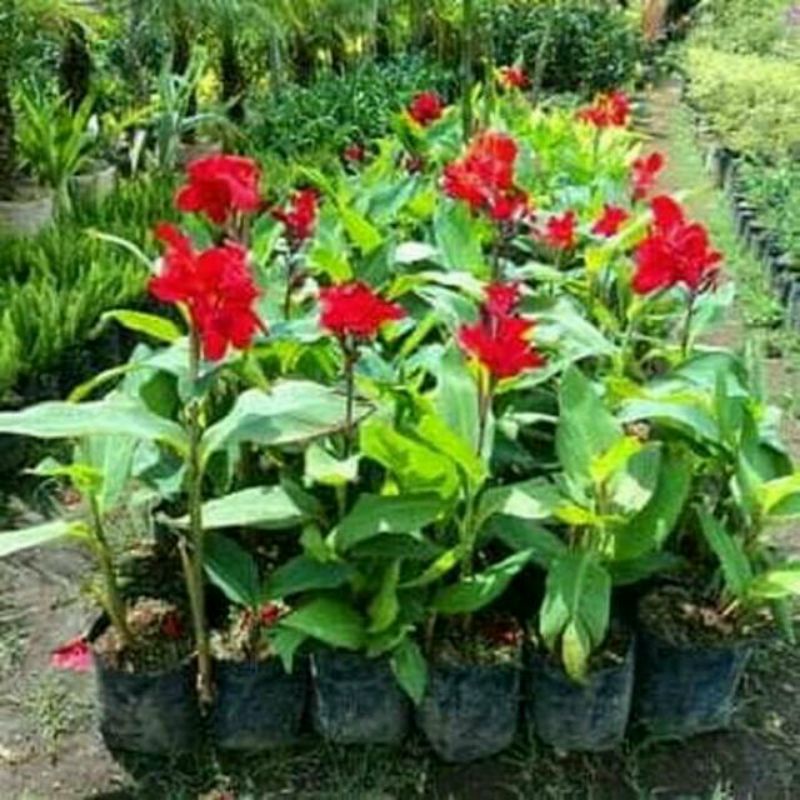 pohon kana / pohon pisang-pisangan