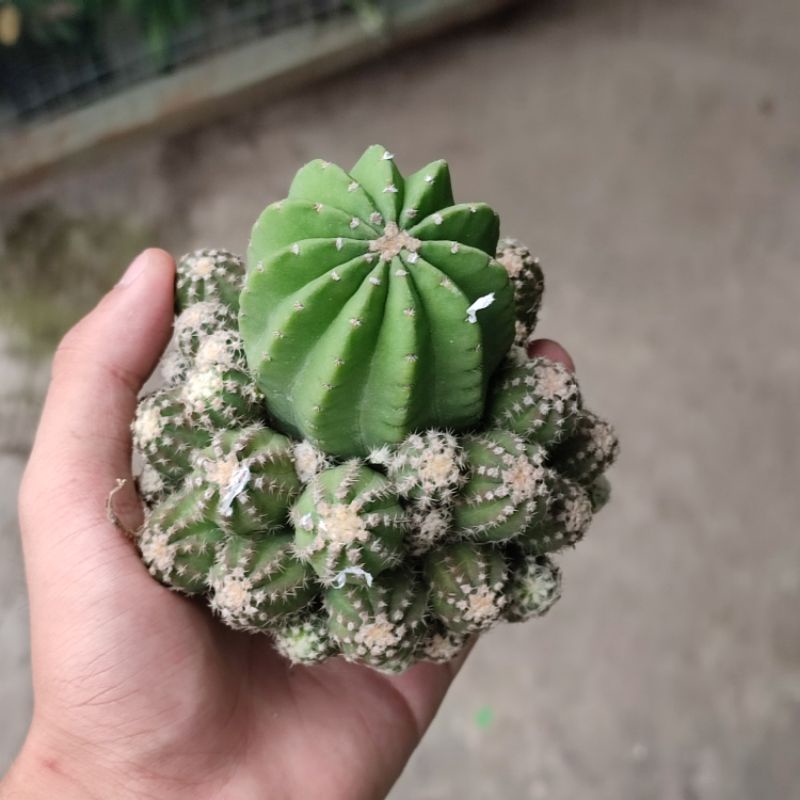 Kaktus Echinopsis Subdenudata Inermis