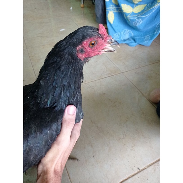 

Ayam Kampung Betina (Biang/Indukan) Hidup