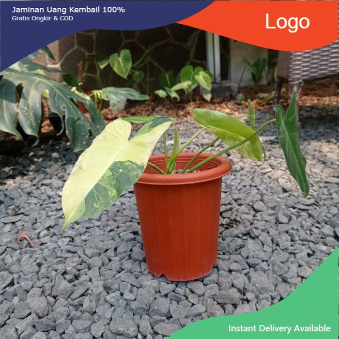 philodendron burle marx variegata tanaman