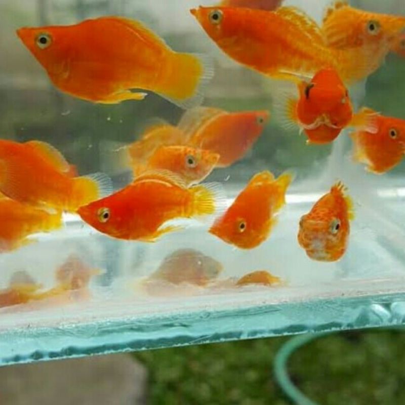 ikan hias molly balon