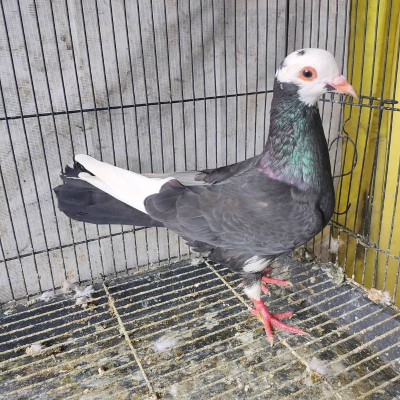 Burung Dara Merpati Betina Geberan Siap Jodoh Free Jagung Kristal