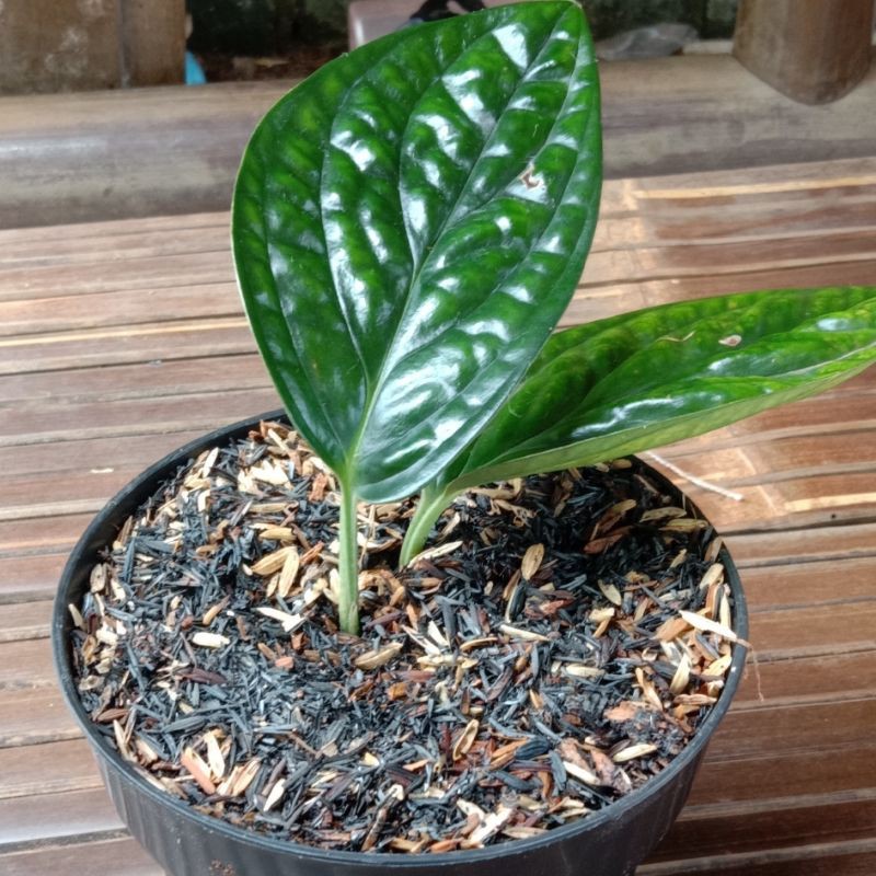 tanaman hias sirih badak- tanaman sirih badak